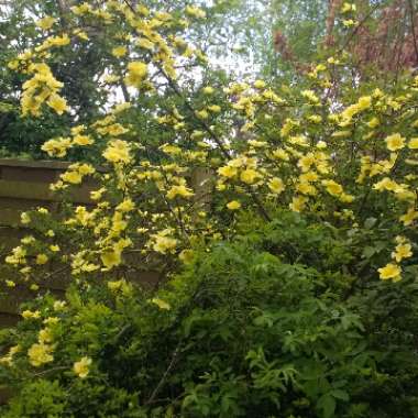 Rose 'Canary Bird' (Shrub)