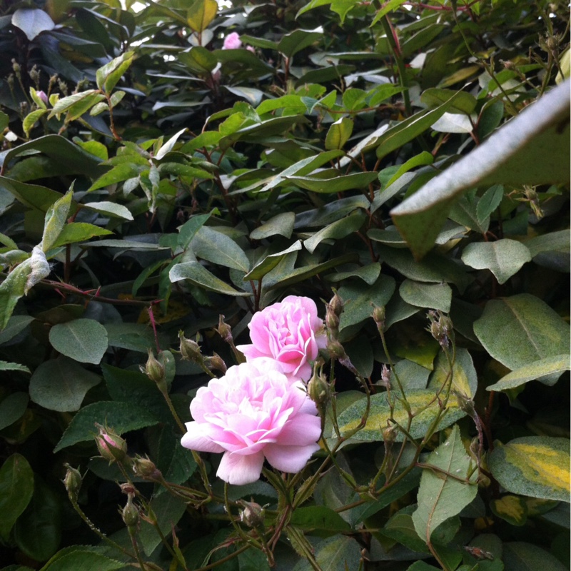 Rose 'Blush Rambler' (Rambler)