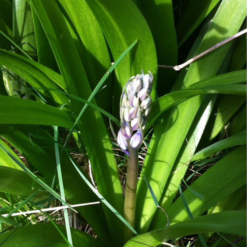 Hybrid Bluebell