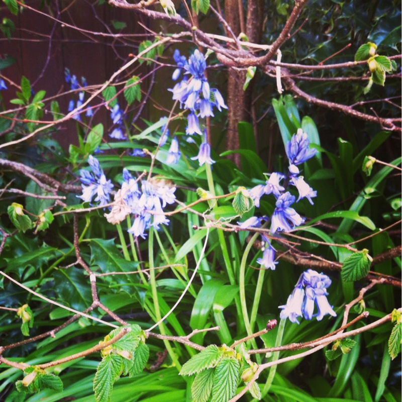 Hybrid Bluebell