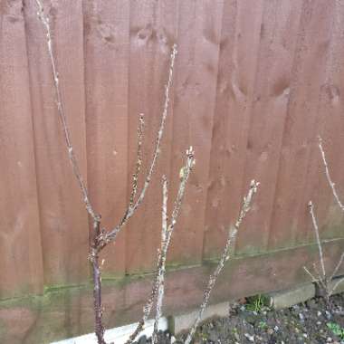 Ribes Rubrum 'White Grape'