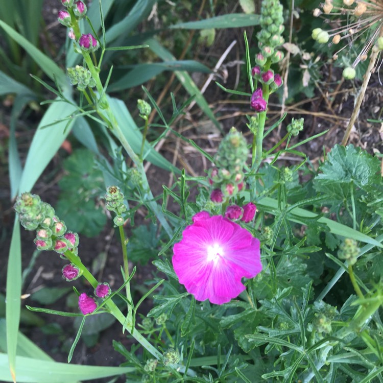 Plant image Sidalcea hybrida 'Party Girl'