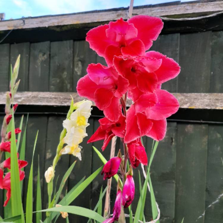 Plant image Gladiolus 'After Shock'