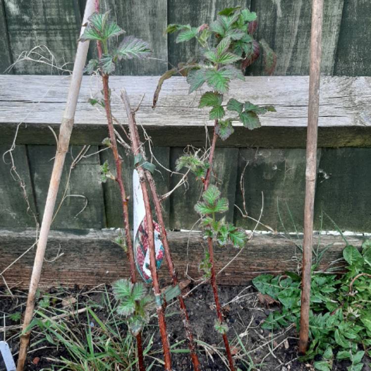 Plant image Rubus fruticosus x ideaus