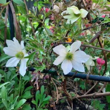 Clematis