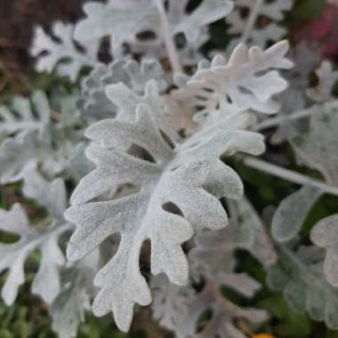 Silver ragwort 'Silver Dust'