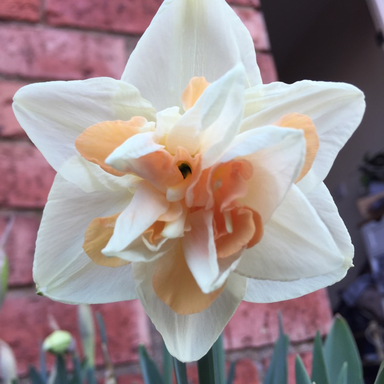 Plant image Narcissus 'Delnashaugh'