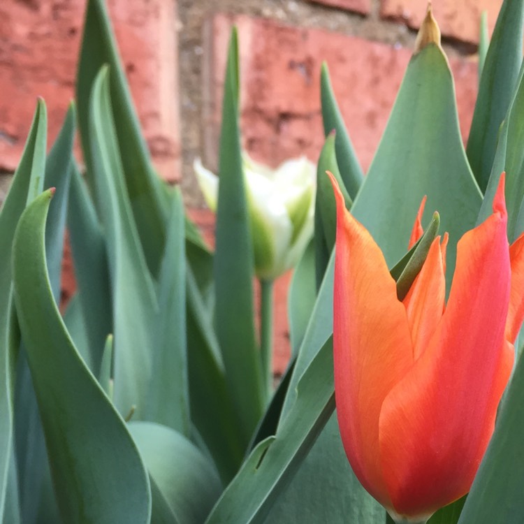 Plant image Tulipa 'Spring Green'