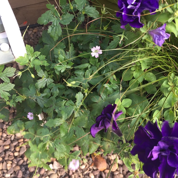 Plant image Geranium x oxonianum 'Katherine Adele'