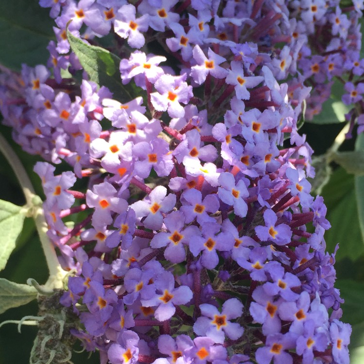 Plant image Buddleja 'Hinebud1' syn. Buddleja 'Dreaming Lavender'