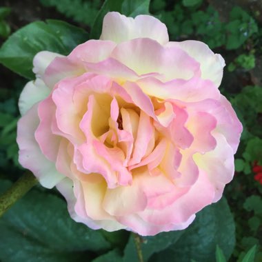 Rosa 'Madame A. Meilland' syn. Rosa 'Peace', Rosa 'Gloria Dei', Rosa 'Gioia'