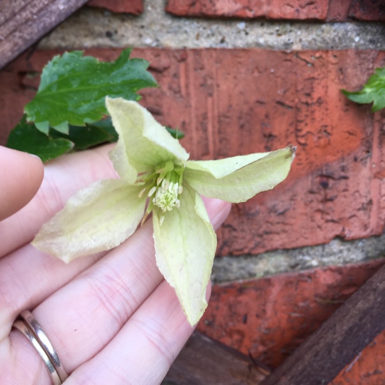 Plant image Clematis 'Ourika Valley'