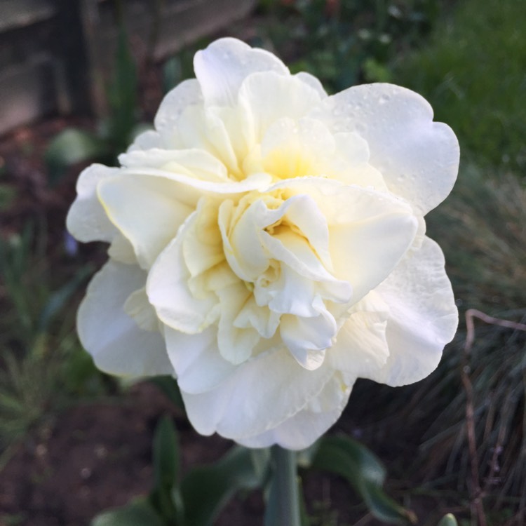 Plant image Narcissus 'Obdam'