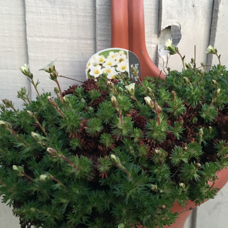 Plant image Saxifraga 'White Pixie'