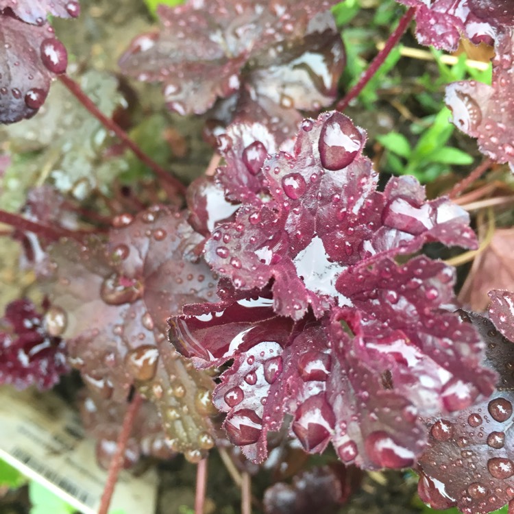 Plant image Heuchera 'Obsidian Coral bells'