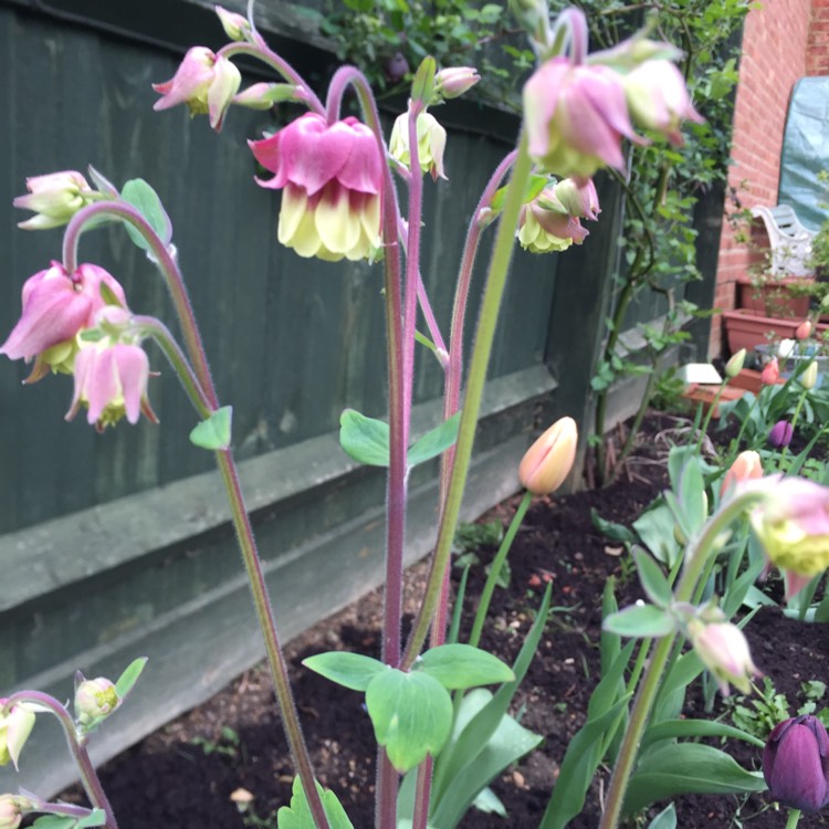 Plant image Aquilegia vulgaris 'Petticoat Pink'