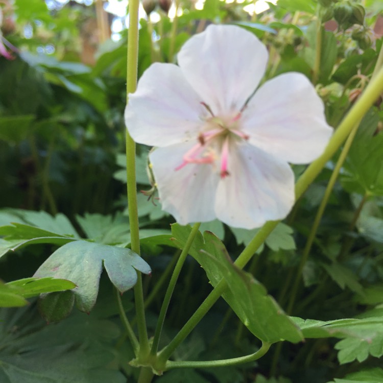 Plant image Geranium macrorrhizum 'Album'