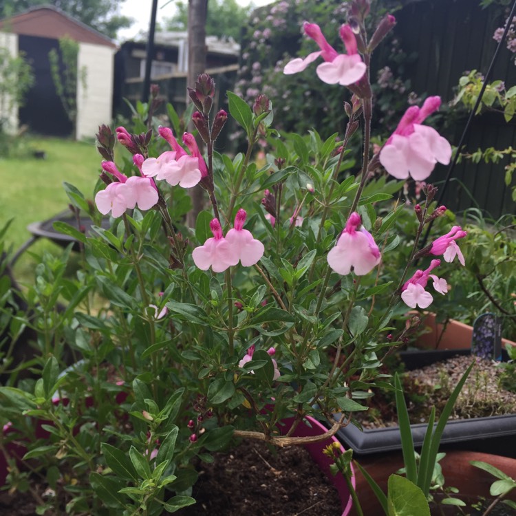 Plant image Salvia 'Dyson's Joy'