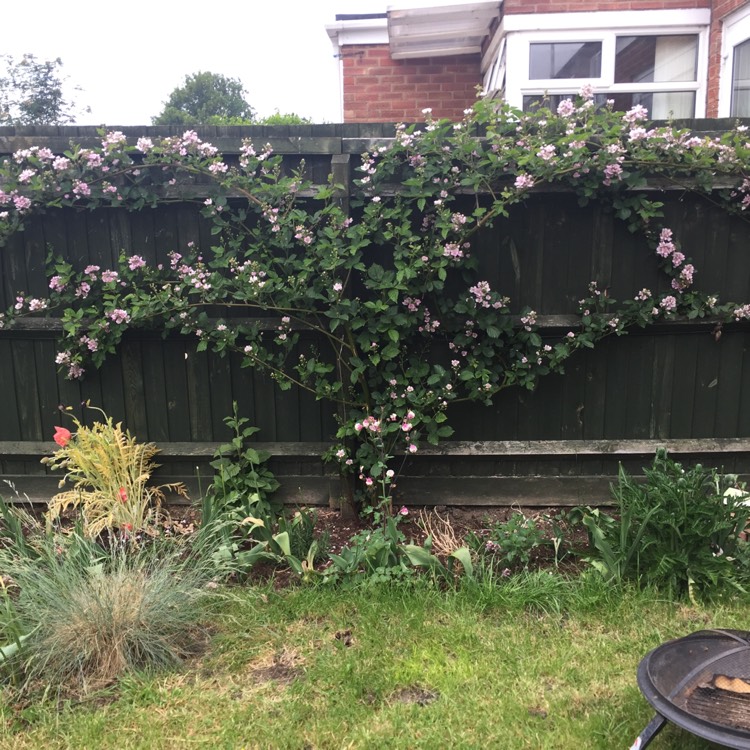 Plant image Rubus fruticosus 'Oregon Thornless'