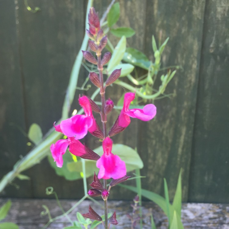 Plant image Salvia gregii 'Icing Sugar'