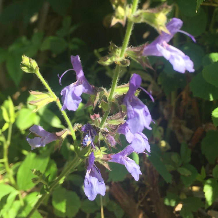 Plant image Salvia Chamelaegnea 'African Sky'