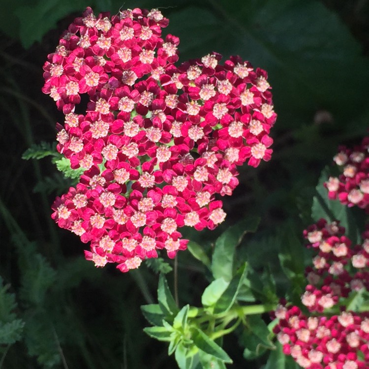 Plant image Achillea Millefolium 'Cerise Queen' syn. Achillea Millefolium 'Cherry Queen'