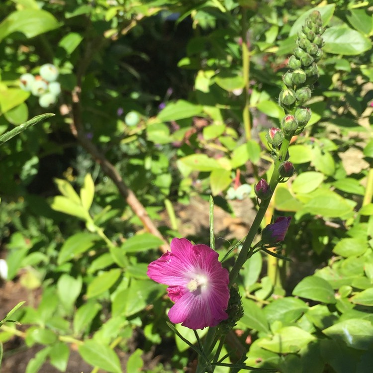 Plant image Sidalcea hybrida 'Party Girl'