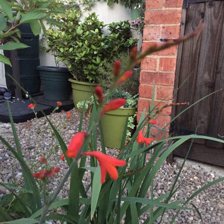 Plant image Crocosmia x crocosmiiflora 'Harlequin'