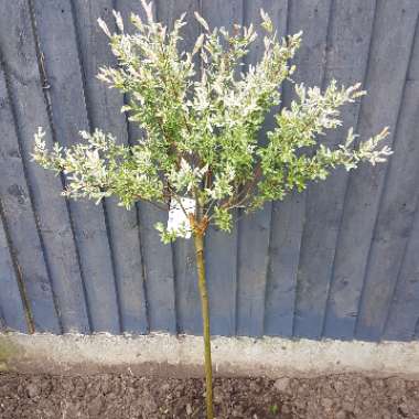 Dappled Willow 'Hakuro-nishiki'