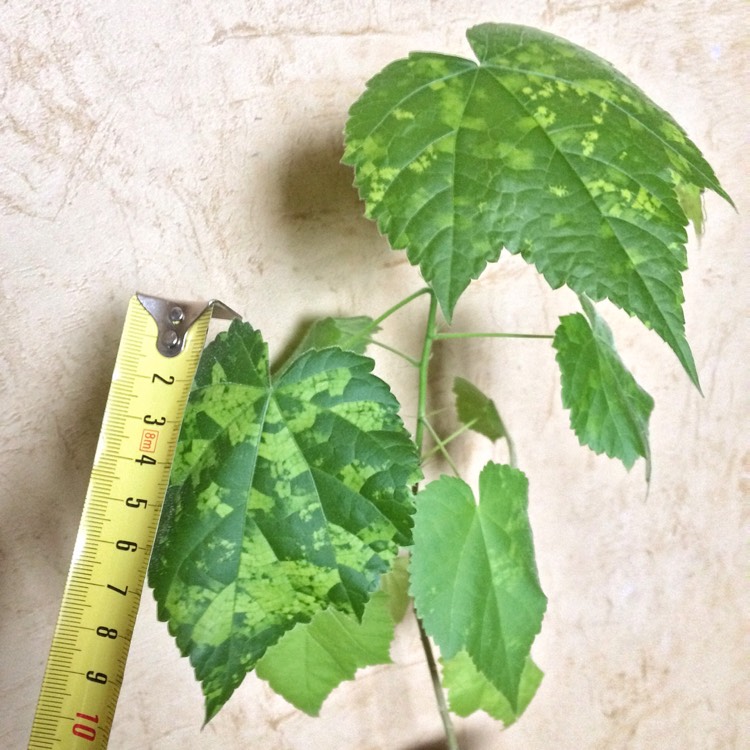 Plant image Abutilon x milleri 'Variegatum'