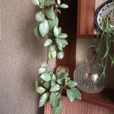 Episcia Cupreata