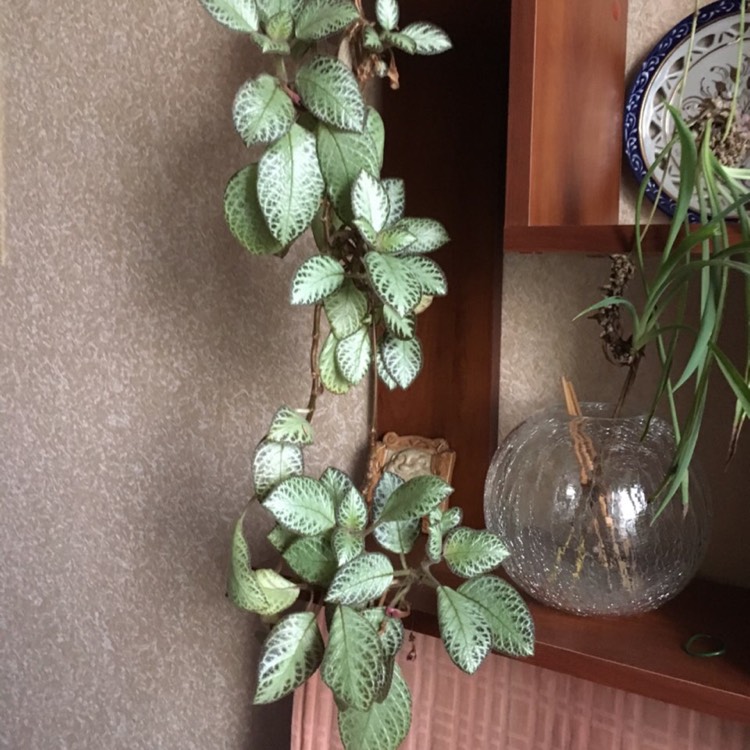 Plant image Episcia Cupreata