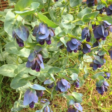 Greater Honeywort 'Purpurescens'