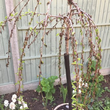 Weeping Flowering Cherry Tree