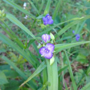 Spiderwort