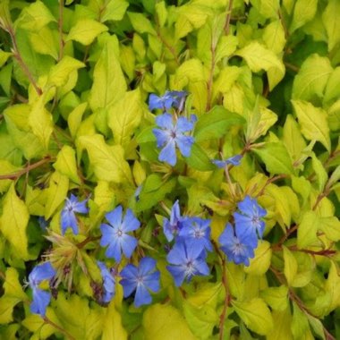 Cape Leadwort