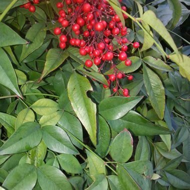 Heavenly bamboo 'Fire Power'