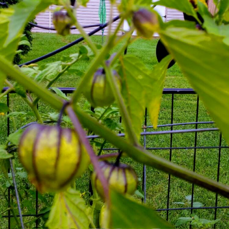 Plant image Physalis philadelphica 'Verde'