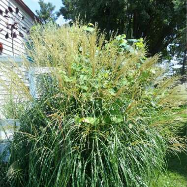 Pampas Grass