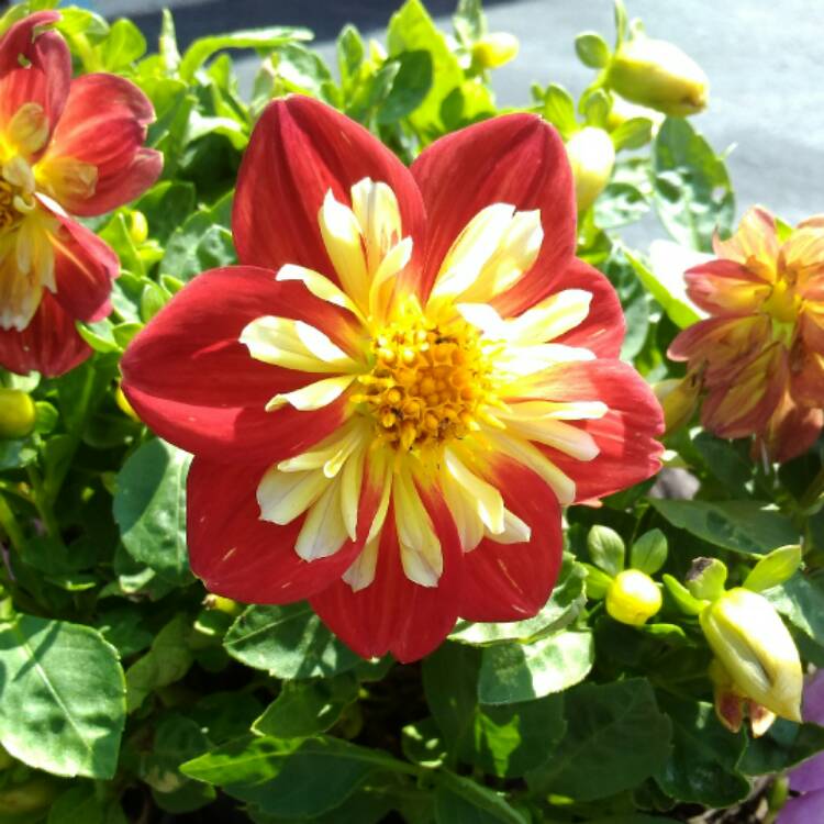 Plant image Dahlia 'Hdbic34' (Happy Days Series) syn. Dahlia 'Happy Days Bico'