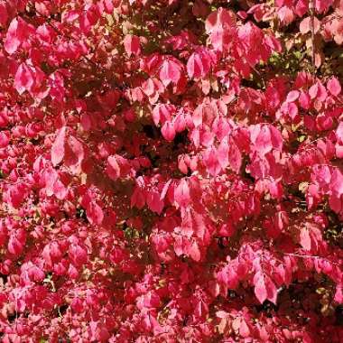 Euonymus alatus