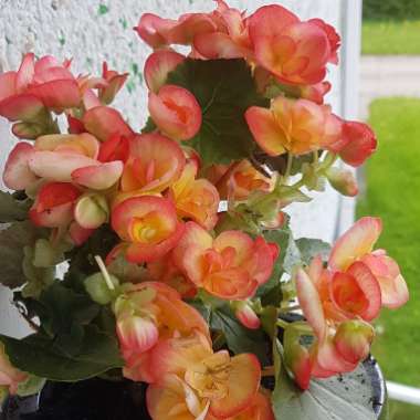 Begonia