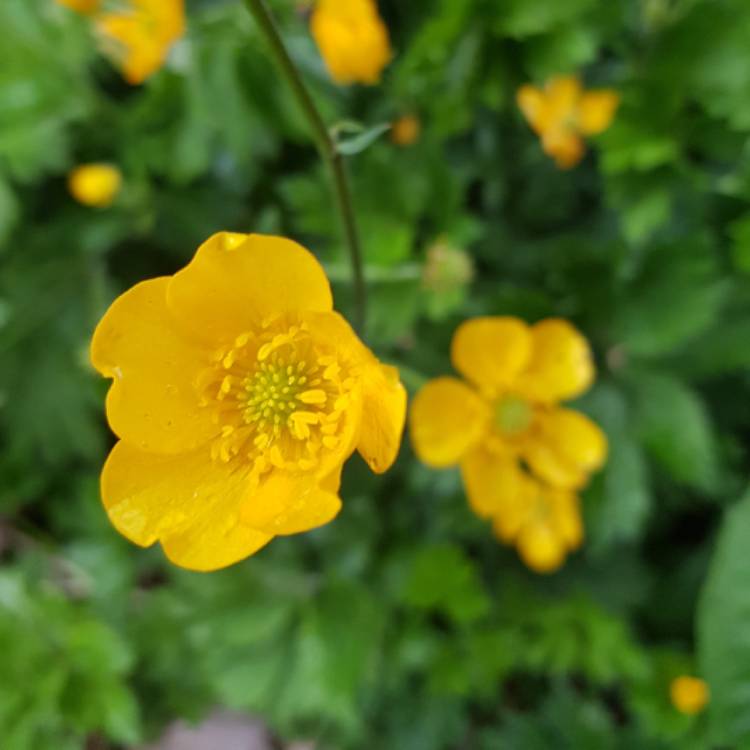 Plant image Ranunculus acris