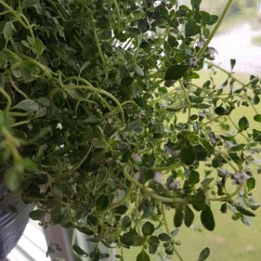 Thymus Citriodorus 'Prostrate'