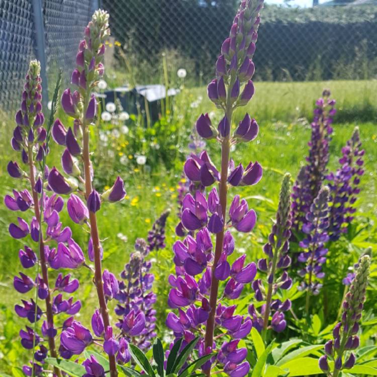 Plant image Lupinus perennis