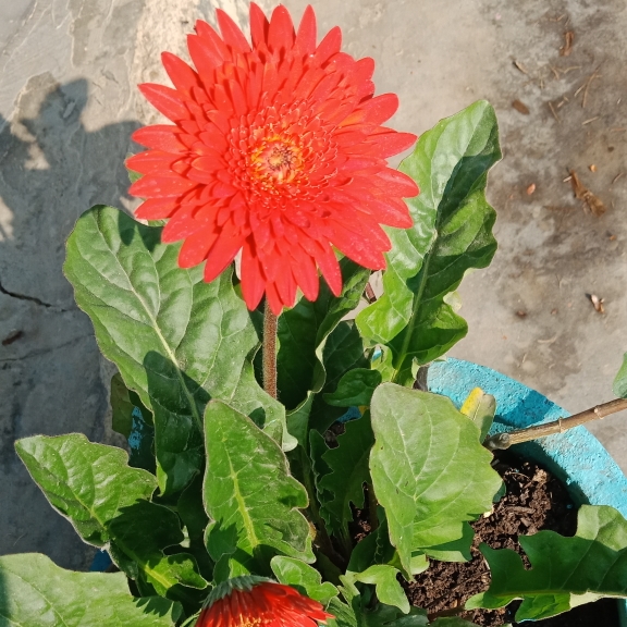 Plant image Gerbera 'Sundayz Red'