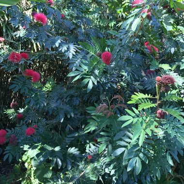 Callistemon