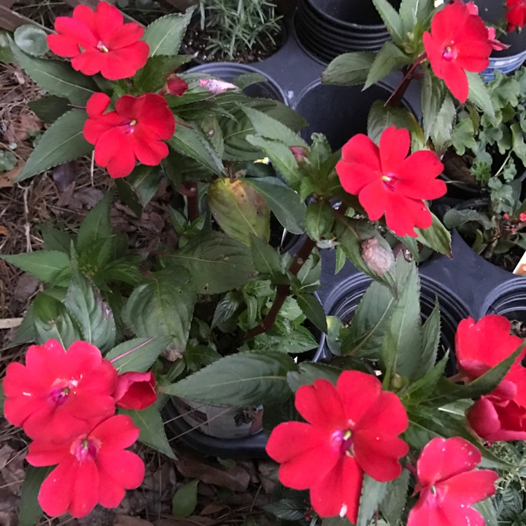 Plant image Impatiens hawkerii 'Super Sonic Sweet Cherry'