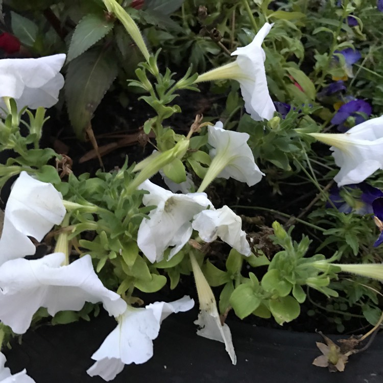 Plant image Petunia Surfinia 'Snow'