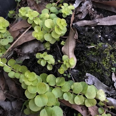 Lysimachia nummularia 'Aurea'